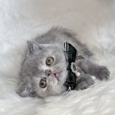 エキゾチックショートヘア