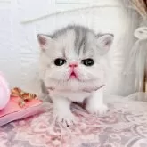 エキゾチックショートヘア