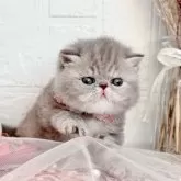 エキゾチックショートヘア