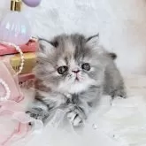 エキゾチックショートヘア