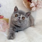 エキゾチックショートヘア