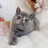 エキゾチックショートヘア