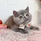 エキゾチックショートヘア