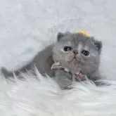 エキゾチックショートヘア
