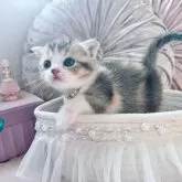 スコティッシュフォールド(折れ耳)