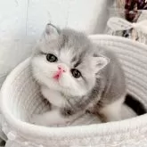 エキゾチックショートヘア