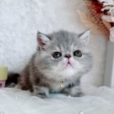 エキゾチックショートヘア