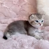 スコティッシュフォールド(折れ耳)