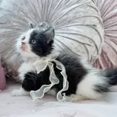 マンチカン(短足)