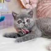 エキゾチックショートヘア