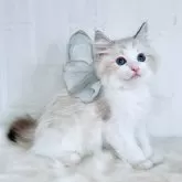 ラグドール【北海道・男の子・2025年8月27日・シールリンクスポイントバイカラー】の写真6