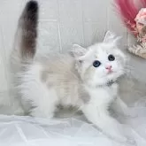 ラグドール【北海道・男の子・2025年8月27日・シールリンクスポイントバイカラー】の写真9