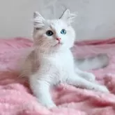 ラグドール【北海道・男の子・2025年8月27日・シールリンクスポイントバイカラー】の写真4