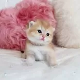 ブリティッシュショートヘア【北海道・女の子・2026年1月24日・シェーデッドゴールデン】の写真10