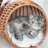 エキゾチックショートヘア【北海道・女の子・2025年8月31日・ブルートーティー】の写真5