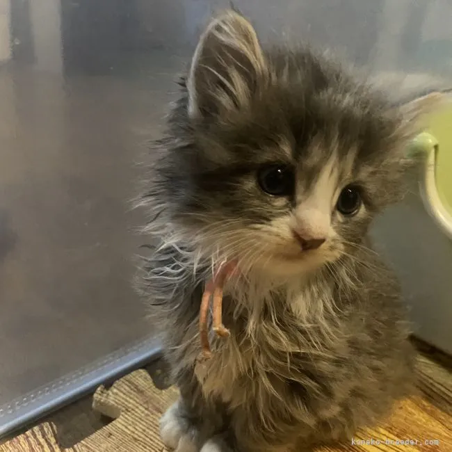 ID：2205-01487の子猫