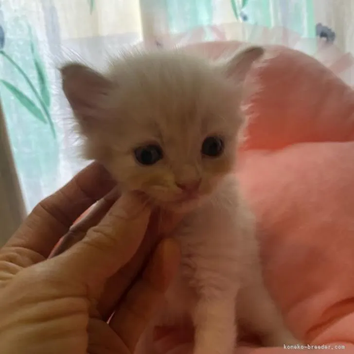 ID：2208-00745の子猫