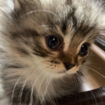 マンチカン【愛知県・女の子・2023年8月24日・ブラウンタビー&ホワイト】の写真「ティーカップみたいな小ちゃいマンチカン」