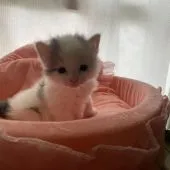 サイベリアン【愛知県・男の子・2022年10月24日・ブルー&ホワイト(大半が白)】の写真1