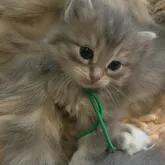 サイベリアン【愛知県・男の子・2022年5月20日・ブルータビー】の写真2