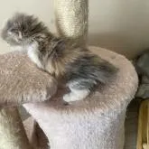 サイベリアン【愛知県・女の子・2022年11月11日・キャリコ】の写真5