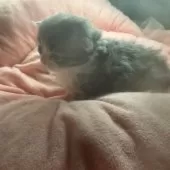 サイベリアン【愛知県・男の子・2025年1月11日・ブルータビー&ホワイト】の写真13