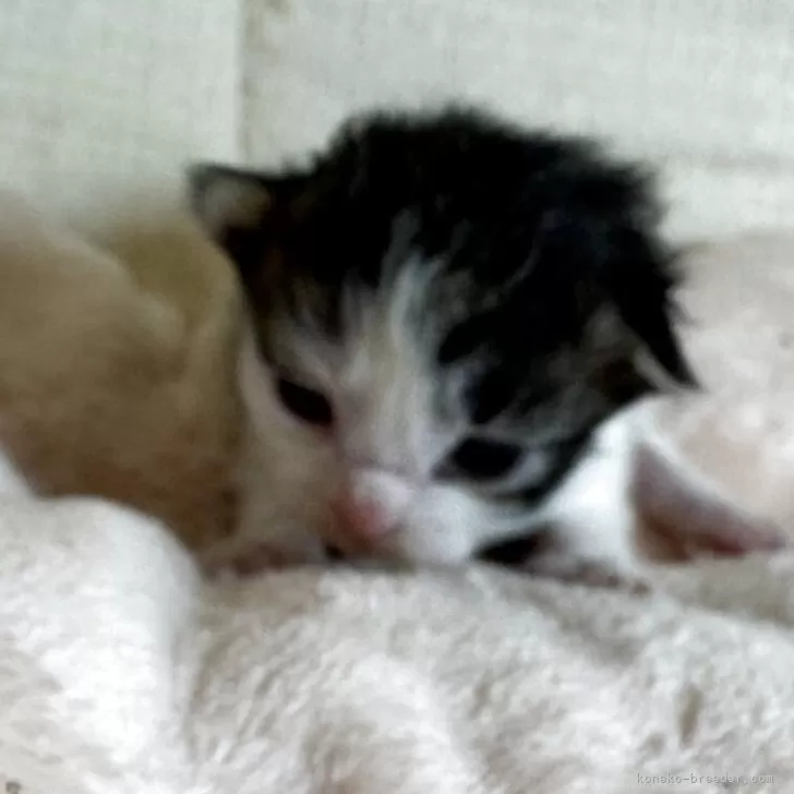 ID：2505-02360の子猫