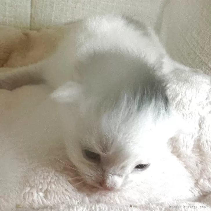 ID：2505-02397の子猫