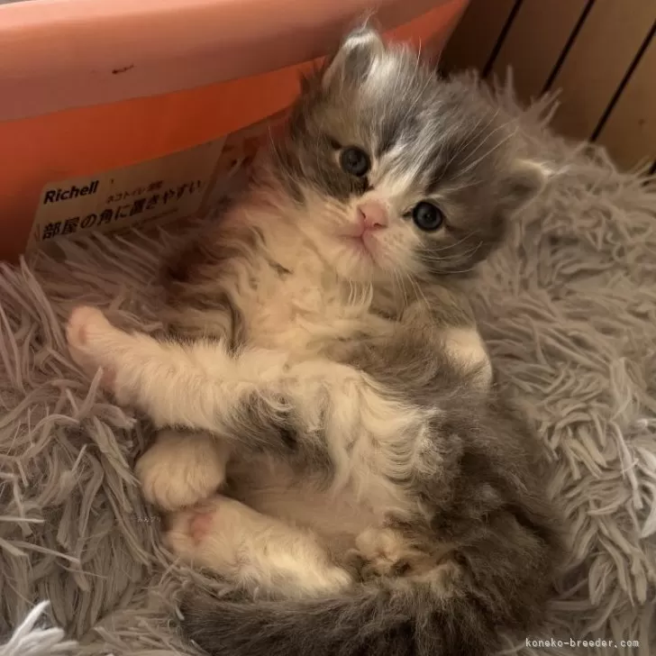 ID：2501-02649の子猫