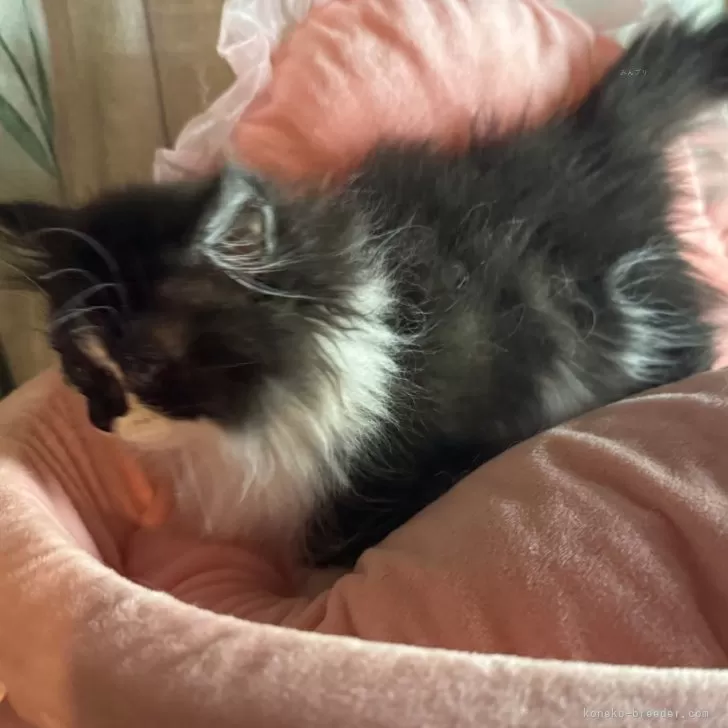 ID：2410-02506の子猫