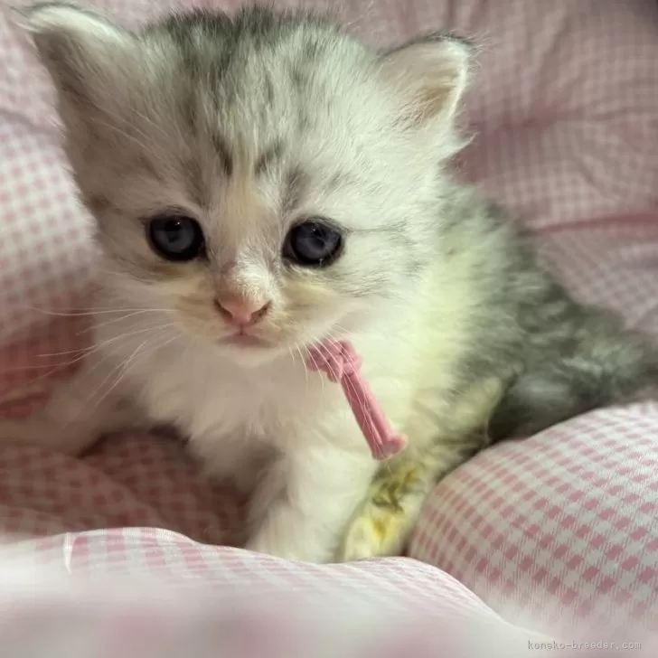 サイベリアンとマンチカンのMIX【愛知県・女の子・2025年9月25日・ブルータビー&ホワイト】の写真1