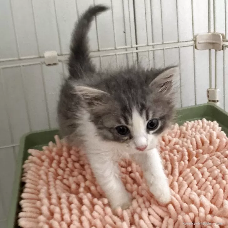 ID:2505-02389の子猫