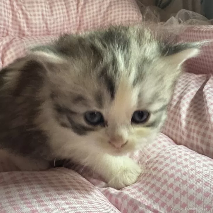 サイベリアンとマンチカンのMIX【愛知県・男の子・2025年9月25日・ブラウンタビー&amp;ホワイト】の写真1