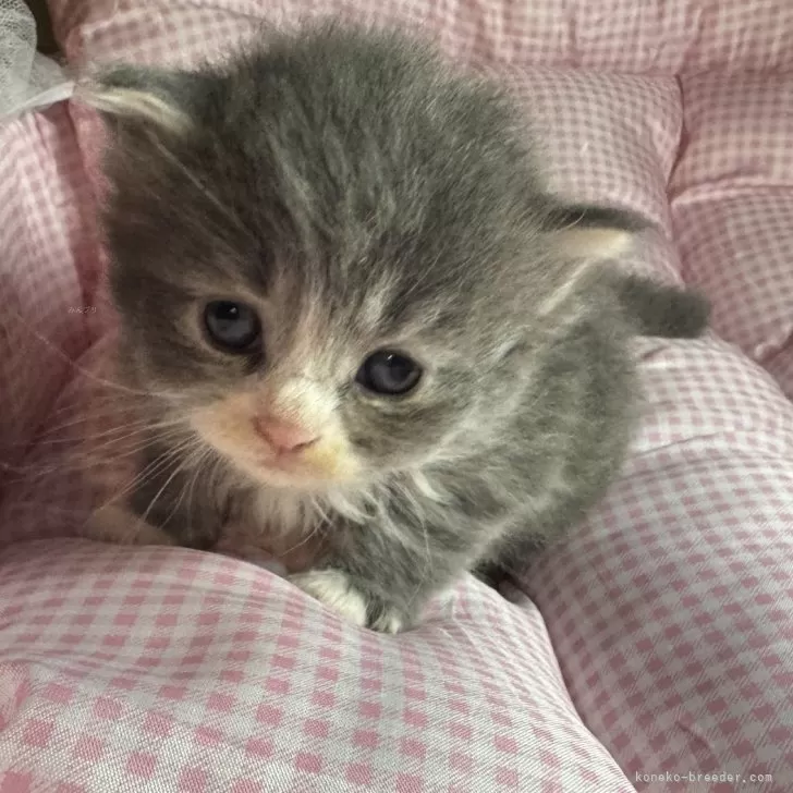 サイベリアンとマンチカンのMIX【愛知県・女の子・2025年9月25日・ブルータビー&ホワイト】の写真1