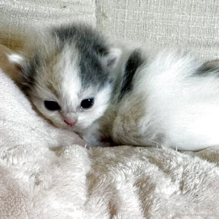 ID：2505-01780の子猫