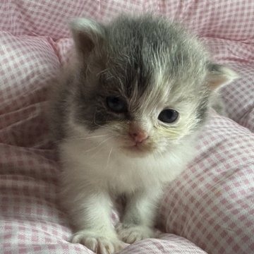 マンチカン(長足)【愛知県・女の子・2025年11月15日・ダイリュートキャリコ】の写真「まん丸な可愛い女の子🩷」