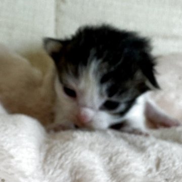 サイベリアンとラグドールのMIX【愛知県・男の子・2025年5月8日・ブラウンタビー&ホワイト】の写真「見た目サイベリアンです。」