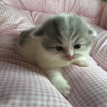 マンチカン(長足)【愛知県・女の子・2025年11月15日・ブルー&ホワイト（ロングヘア）】の写真「まるまるした可愛い女の子🩷」