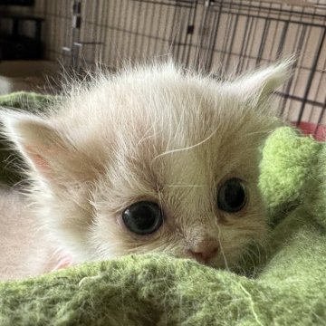 ミヌエット(短足)【愛知県・女の子・2025年6月18日・クリーム&ホワイト】の写真「キティちゃんみたいな可愛い女の子🩷」