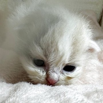 マンチカン(短足)【愛知県・女の子・2025年5月2日・ダイリュートキャリコ】の写真「可愛い女の子🩷」