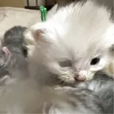 サイベリアン