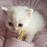 マンチカンとサイベリアンのMIX【愛知県・男の子・2025年9月23日・クリーム&ホワイト】の写真1