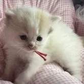 マンチカンとサイベリアンのMIX【愛知県・女の子・2025年9月23日・キャリコ】の写真1