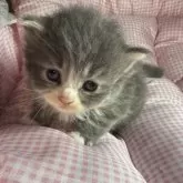 サイベリアンとマンチカンのMIX【愛知県・女の子・2025年9月25日・ブルータビー&ホワイト】の写真1