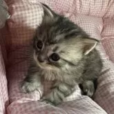 サイベリアンとマンチカンのMIX