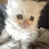サイベリアン