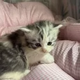 サイベリアンとマンチカンのMIX【愛知県・男の子・2025年9月25日・ブラウンタビー&ホワイト】の写真2