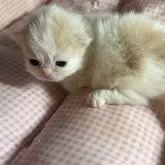 ミヌエット(短足)【愛知県・男の子・2026年3月11日・クリーム&ホワイト】の写真2