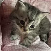 サイベリアンとマンチカンのMIX【愛知県・男の子・2025年9月25日・ブラウンタビー】の写真3