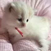 マンチカンとサイベリアンのMIX【愛知県・女の子・2025年9月23日・キャリコ】の写真3